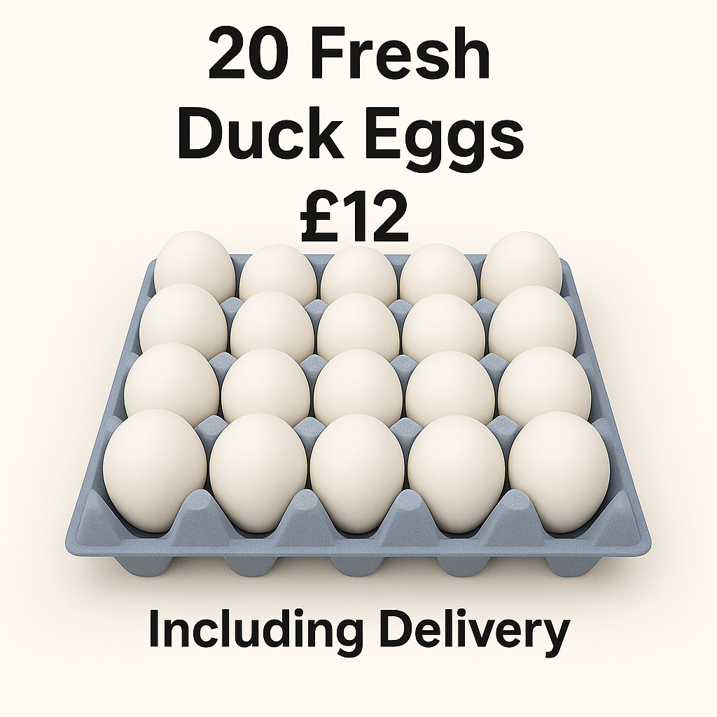20 Fresh Duck Eggs