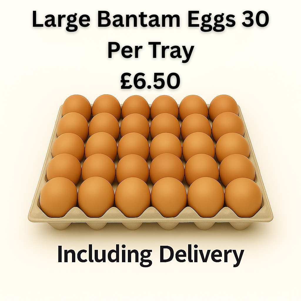 30 Large Bantam Eggs