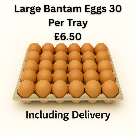 30 Large Bantam Eggs